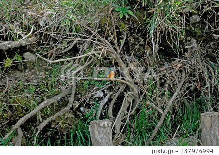 埼玉県 狭山市 智光山公園 カワセミ 翡翠 かわせみ 埼玉県 狭山市 智光山公園 カワセミ 翡翠 かわせみ 137926994