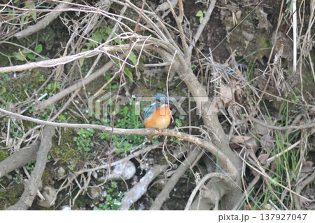 埼玉県　狭山市　智光山公園　カワセミ　翡翠　かわせみ 137927047