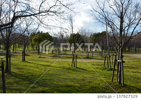 神戸の公園に広がる静かな自然の風景 神戸の公園に広がる静かな自然の風景 137927329