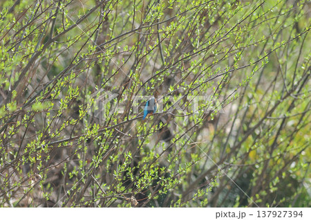 埼玉県　狭山市　智光山公園　カワセミ　翡翠　かわせみ 137927394