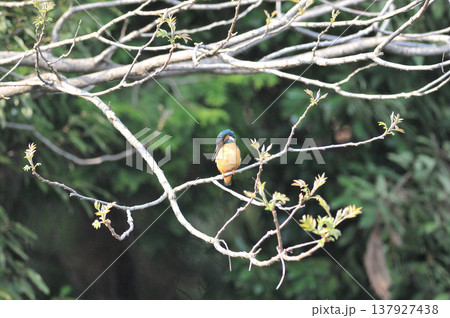 埼玉県　狭山市　智光山公園　カワセミ　翡翠　かわせみ 137927438