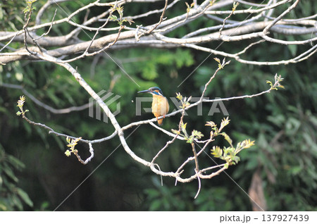 埼玉県 狭山市 智光山公園 カワセミ 翡翠 かわせみ 埼玉県 狭山市 智光山公園 カワセミ 翡翠 かわせみ 137927439