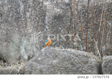 埼玉県 狭山市 智光山公園 カワセミ 翡翠 かわせみ 埼玉県 狭山市 智光山公園 カワセミ 翡翠 かわせみ 137927578