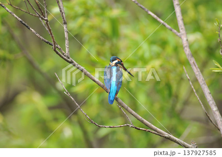 埼玉県　狭山市　智光山公園　カワセミ　翡翠　かわせみ 137927585