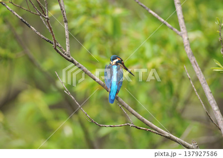 埼玉県　狭山市　智光山公園　カワセミ　翡翠　かわせみ 137927586