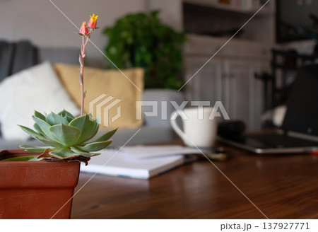 Natural plant in the foreground accompanying elements of virtual work at home. 137927771