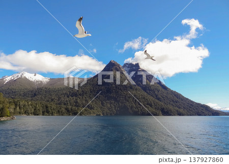 Seagulls flying over the lake Bles in a sunny day, in southern Argentina 137927860