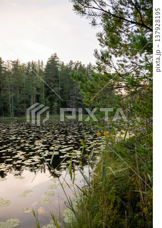 Tranquil forest lake with water lilies and tree reflections at sunset in northern nature landscape Tranquil forest lake with water lilies and tree reflections at sunset in northern nature landscape 137928195
