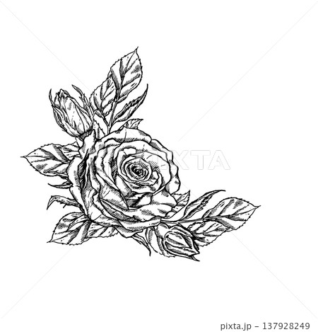 A minimalist bouquet of roses and leaves in an engraved style. A corner floral arrangement for a feminine, vintage-inspired design for weddings, birthdays, and Women's Day. 137928249