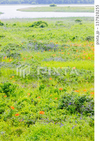 小清水原生花園 小清水原生花園 137928255