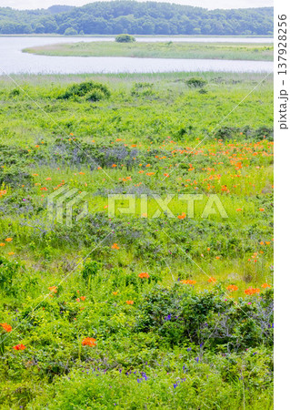 小清水原生花園 小清水原生花園 137928256