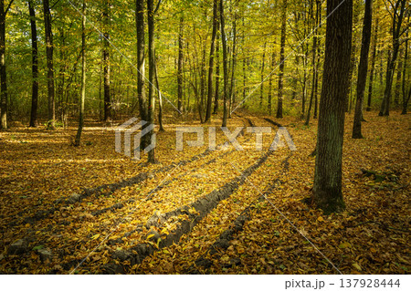 A dirt road in the forest covered with leaves 137928444