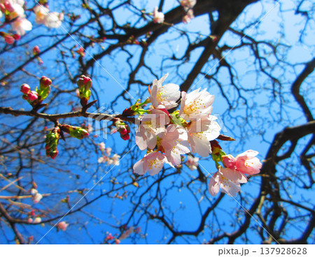 埼玉県川口市のリリアパークの安行桜の風景（2026年撮影） 137928628