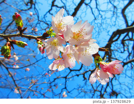 埼玉県川口市のリリアパークの安行桜の風景（2026年撮影） 137928629
