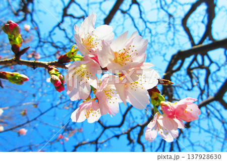 埼玉県川口市のリリアパークの安行桜の風景(2026年撮影) 埼玉県川口市のリリアパークの安行桜の風景(2026年撮影) 137928630