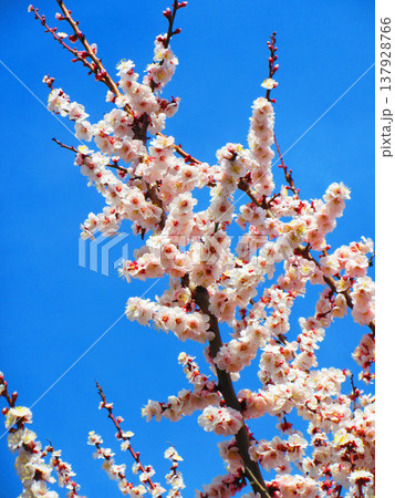 青梅が実る早春の白梅の風景(2026年撮影) 青梅が実る早春の白梅の風景(2026年撮影) 137928766
