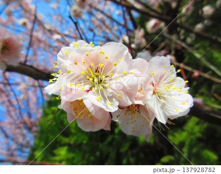 青梅が実る早春の白梅の風景（2026年撮影） 137928782