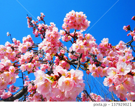 埼玉高速鉄道の川口元郷駅ロータリー付近に咲く安行桜の風景(2026年撮影) 埼玉高速鉄道の川口元郷駅ロータリー付近に咲く安行桜の風景(2026年撮影) 137929021