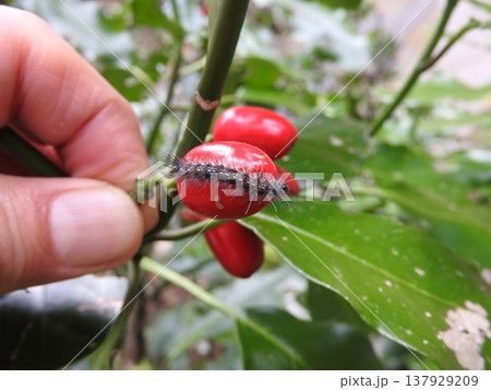 アオキの赤い実に載る毛虫「クワゴマダラヒトリ」の幼虫 137929209