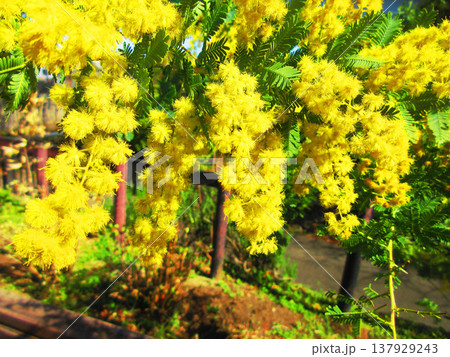 都市農業公園(東京都足立区)のミモザの花の風景(2026年撮影) 都市農業公園(東京都足立区)のミモザの花の風景(2026年撮影) 137929243