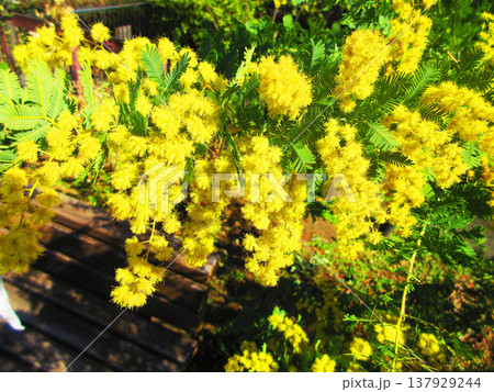 都市農業公園(東京都足立区)のミモザの花の風景(2026年撮影) 都市農業公園(東京都足立区)のミモザの花の風景(2026年撮影) 137929244