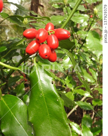 早春にかけて熟す「アオキ」の実 137929379