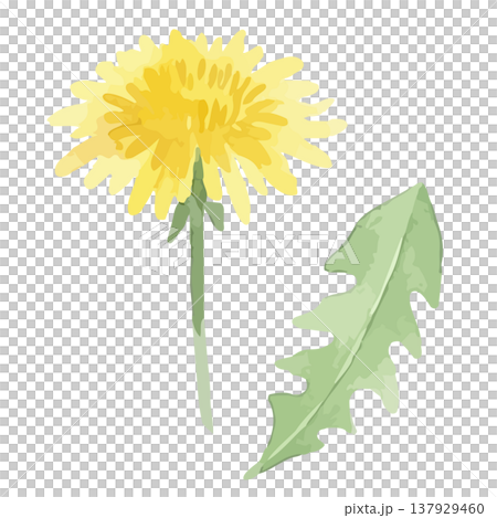 Watercolor style dandelion illustration 137929460