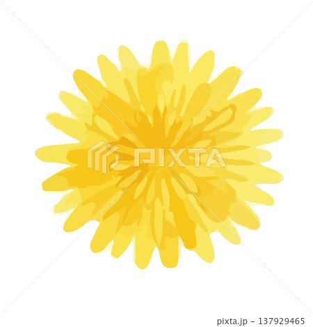 水彩風のたんぽぽのイラスト 137929465