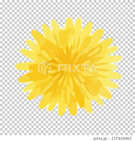 水彩風のたんぽぽのイラスト 137929465