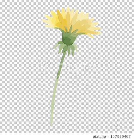水彩風格蒲公英插畫 水彩風格蒲公英插畫 137929467