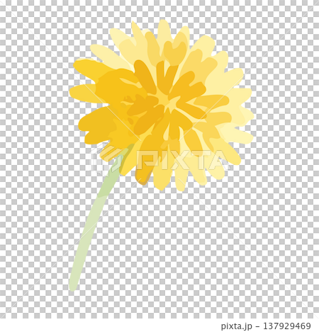 Watercolor style dandelion illustration Watercolor style dandelion illustration 137929469