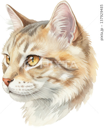 水彩画 茶トラ猫の横顔 優しい眼差しと毛並み 水彩画 茶トラ猫の横顔 優しい眼差しと毛並み 137929485