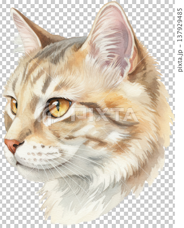 水彩画 茶トラ猫の横顔 優しい眼差しと毛並み 水彩画 茶トラ猫の横顔 優しい眼差しと毛並み 137929485