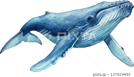 悠然と泳ぐザトウクジラの水彩イラストレーション 137929495