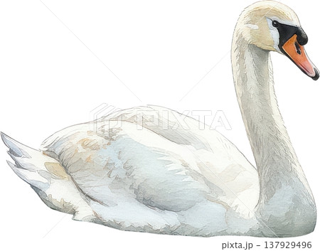 優雅に水面に浮かぶ白鳥の美しい水彩画イラスト 優雅に水面に浮かぶ白鳥の美しい水彩画イラスト 137929496