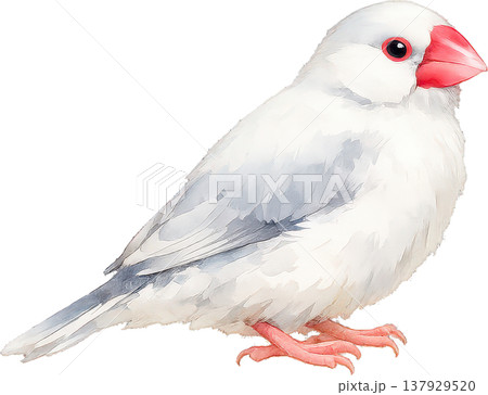 白い背景に佇む水彩画の白文鳥、穏やかな表情 137929520
