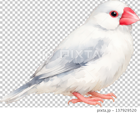 白い背景に佇む水彩画の白文鳥、穏やかな表情 137929520