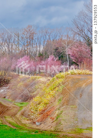 山桜 山桜 137929553