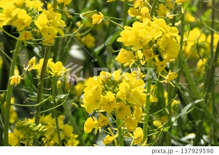春の花:アブラナ:菜の花畑:穂谷の田園風景:大阪府枚方市 春の花:アブラナ:菜の花畑:穂谷の田園風景:大阪府枚方市 137929598