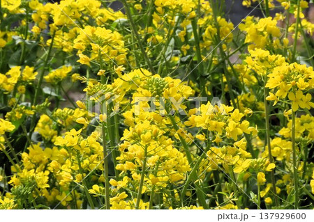 春の花:アブラナ：菜の花畑：穂谷の田園風景：大阪府枚方市 137929600
