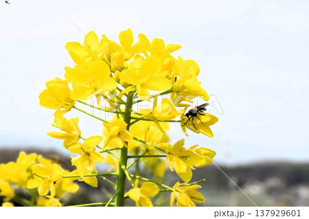 春の花:アブラナ:菜の花畑:穂谷の田園風景:大阪府枚方市 春の花:アブラナ:菜の花畑:穂谷の田園風景:大阪府枚方市 137929601