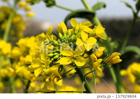 春の花:アブラナ:菜の花畑:穂谷の田園風景:大阪府枚方市 春の花:アブラナ:菜の花畑:穂谷の田園風景:大阪府枚方市 137929604