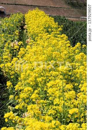 春の花:アブラナ:菜の花畑:穂谷の田園風景:大阪府枚方市 春の花:アブラナ:菜の花畑:穂谷の田園風景:大阪府枚方市 137929607