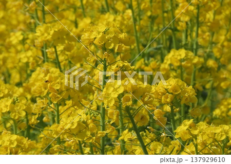 春の花:アブラナ：菜の花畑：穂谷の田園風景：大阪府枚方市 137929610