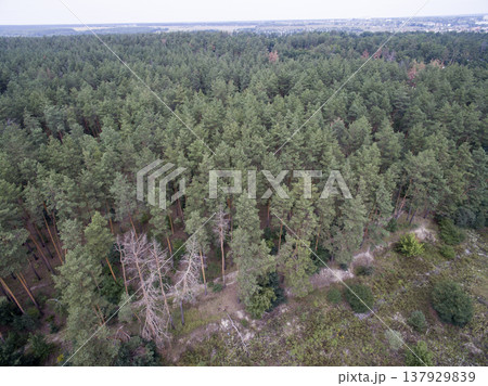 green forest, view from above 137929839