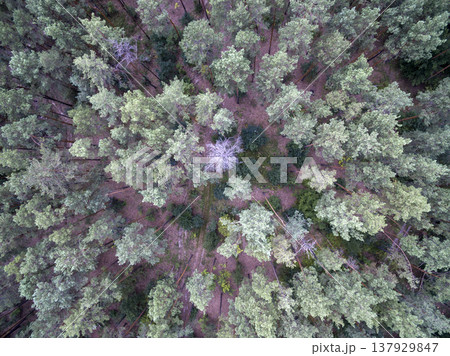 green forest, view from above green forest, view from above 137929847