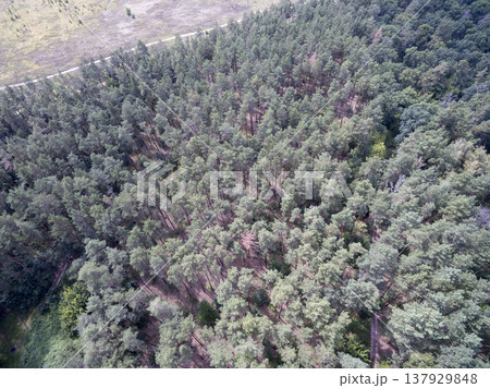 green forest, view from above green forest, view from above 137929848