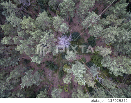 green forest, view from above green forest, view from above 137929852