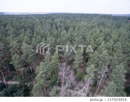 green forest, view from above 137929858