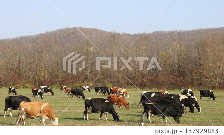 A herd of cows grazing in an open field against the backdrop of a leafless forest and a pale, clear sky agricultural livestock on free range pasture during the off-season. 137929883